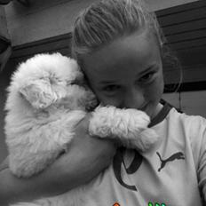 Coton de tulear Cuba:-* Min dreng<3