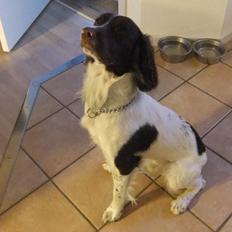 Field Trial spaniel Sakki