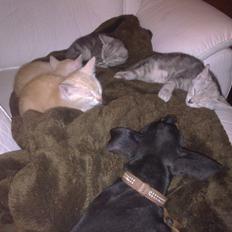 Engelsk toy terrier Rex