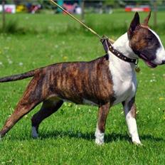 Bullterrier Wehlast bull's Beautyfull Bellarina