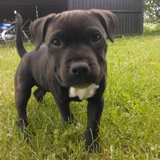 Staffordshire bull terrier micha