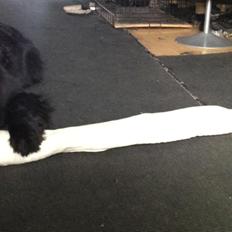 Newfoundlænder Aiko