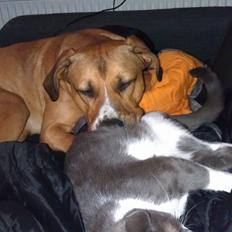 Blanding af racer Cash