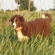 Border collie Quince Tree Ashlyn