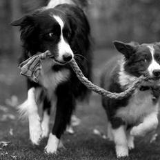 Border collie Quince Tree Ashlyn