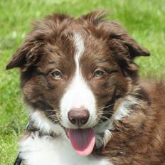 Border collie Quince Tree Ashlyn
