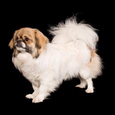 Tibetansk spaniel Tes-La´s Ha-Go-Ba