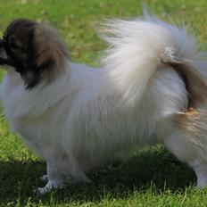 Tibetansk spaniel Tes-La´s Ha-Go-Ba