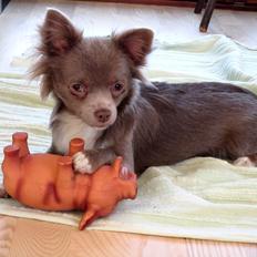 Chihuahua Laika "Min Egen Hundebasse"