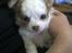 Chihuahua Chihunde's Aya