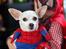 Chihuahua Guadalupe (Lupe) - mine spidermænder :) 
Lupes outfit har jeg til salg i str. s og xs....også i Superman ;-P
