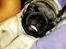 Mops Lara - se min tunge :)
