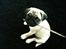 Mops Lara - Stoooor pind jeg har fundet i haven 