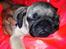 Mops Lara