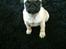 Mops Lara