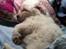 Coton de tulear Cuba:-* Min dreng<3 - Nurhh, den sover! <3