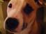 Blanding af racer Safir Logre Andersen - hundeøjne