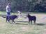 Blanding af racer Laky - Min mors hunde og Laky i midten.