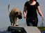 Bullmastiff Raya (Bullgrin's 'N Librrani No Mercy) - 7 mdr
