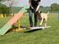 Bullmastiff Raya (Bullgrin's 'N Librrani No Mercy) - 7 mdr