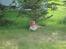Nova scotia duck tolling retriever Redborn first Contact (Dixie) [Himmelhund] - 5½ måned
