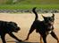 Blanding af racer Tyson (Rottweiler/Berner sennen) - Tyson & Taika 21-05-2012