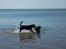 Blanding af racer Tyson (Rottweiler/Berner sennen) - Tyson & Taika 21-05-2012