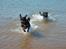 Blanding af racer Tyson (Rottweiler/Berner sennen) - Tyson & Taika 21-05-2012