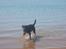 Blanding af racer Tyson (Rottweiler/Berner sennen) - Tyson 21-05-2012