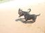 Blanding af racer Tyson (Rottweiler/Berner sennen) - Tyson & Taika 21-05-2012