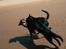 Blanding af racer Tyson (Rottweiler/Berner sennen) - Tyson & Taika 21-05-2012