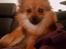 Blanding af racer Chihuahua/Pomeranian - Paco - Bassetrold <3