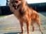 Blanding af racer Chihuahua/Pomeranian - Paco - Hi hi :o))