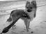 Blanding af racer Chihuahua/Pomeranian - Paco - Paco eeeelsker stranden!