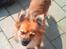 Blanding af racer Chihuahua/Pomeranian - Paco - Smiiiil (o: