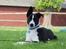 Border collie Balto - Balto i haven :-)