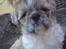 Shih tzu Toffie