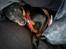 Blanding af racer Ratpinscher - Shila , bor hos andre nu