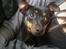 Blanding af racer Ratpinscher - Shila , bor hos andre nu
