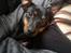 Blanding af racer Ratpinscher - Shila , bor hos andre nu