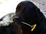 Labrador retriever Athos RIP - Min lille charmetrold<3