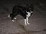 Border collie Solfari Auri - Aston 7 mdr gammel