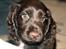 Cocker spaniel Agnes
