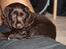 Cocker spaniel Agnes