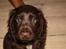 Cocker spaniel Agnes