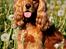 Cocker spaniel Cindy - så smuk en dame hun er blevet :) Foto : Mig
