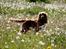 Cocker spaniel Cindy - Foto Mig