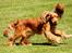 Cocker spaniel Cindy - Foto Mig
