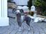 Chinese crested hårløs } Chelsy - 25. Maj, 2012.