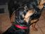 Rottweiler Mollie<3 |Molsen|<3 R.I.P Min trold..<3 - <3